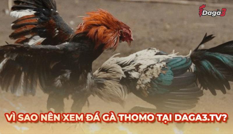 Vì sao nên chọn www.forexcars.in để xem đá gà trực tiếp thomo